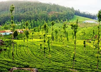Ooty Sightseeing Tour Package