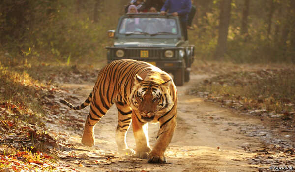 India Wildlife National Park Tour