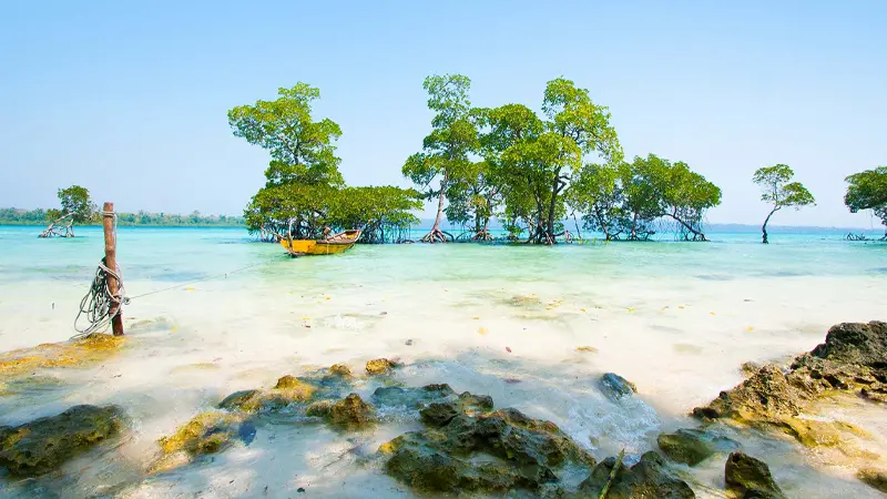 Mangrove trees along the turquoise lagoon in Andaman