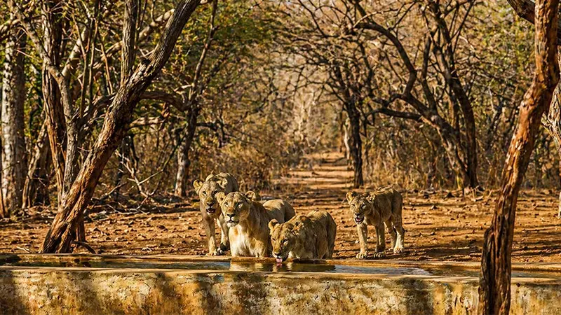Asiatic Lions Waterhole Gir Forest