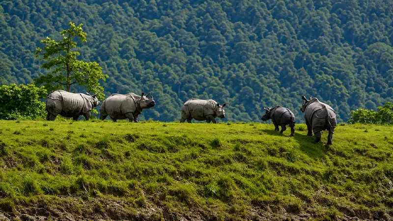 Assam Rhino Wildlife Sanctuary View