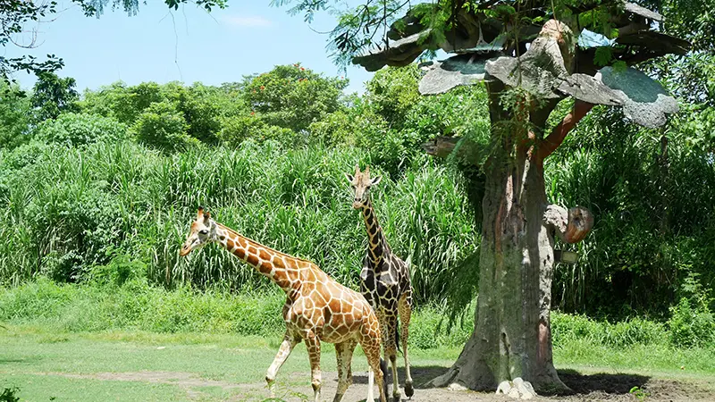 Bali Safari Park Giraffes