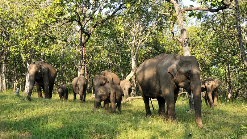 Bandipur National Park Elephant Herd