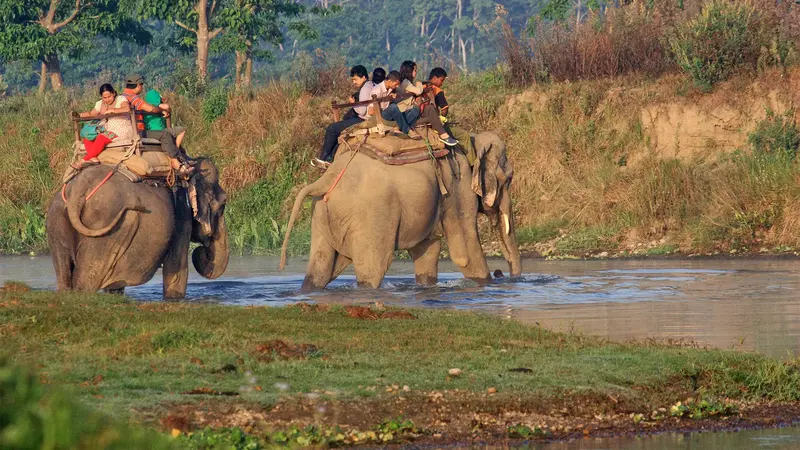Bardia National Park Elephant Safari