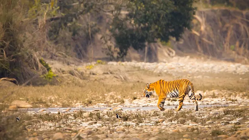 Royal Bengal Tiger spotted in Bandhavgarh National Park