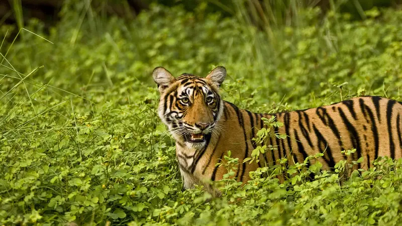 Bengal Tiger Jungle Habitat Rajasthan