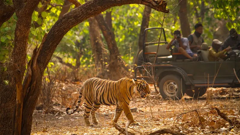 Bengal Tiger Jungle Safari Corbett