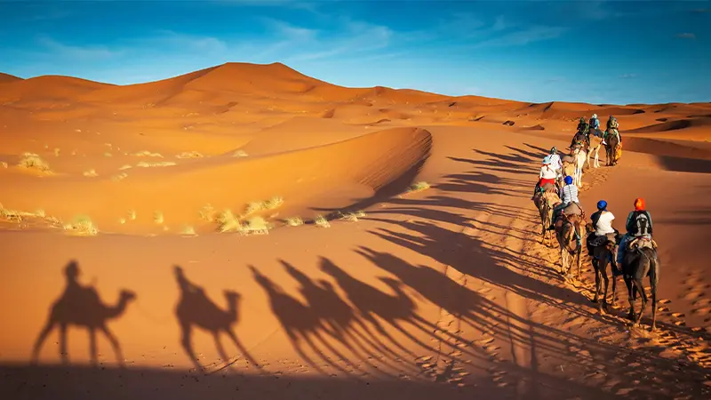 Camel Safari Arabian Desert