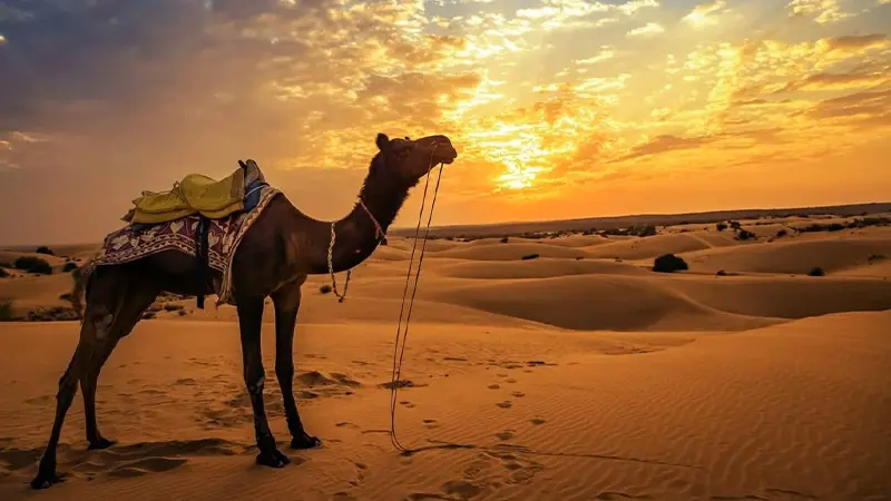 Camel safari at sunset across the golden sand dunes of the Thar Desert