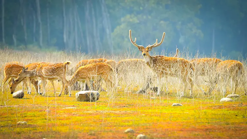 Chital Herd Corbett National Park