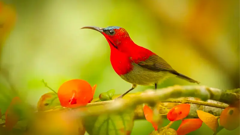 Crimson Sunbird Uttarakhand Forest