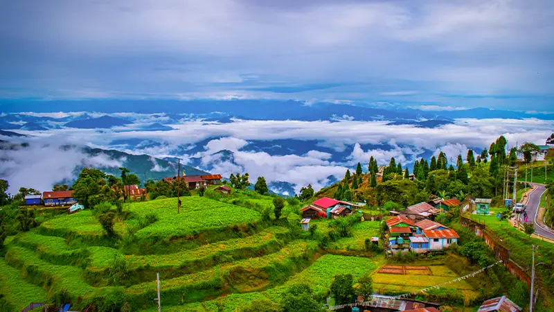 Lush Darjeeling tea estates with misty mountain backdrop