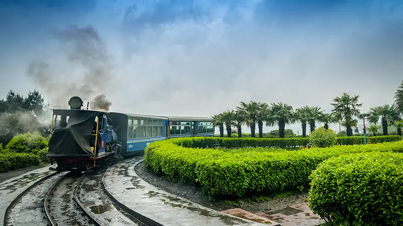 Darjeeling Himalayan Railway toy train passing through tea gardens