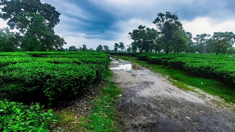 Lush tea gardens in Dooars surrounded by greenery and scenic countryside