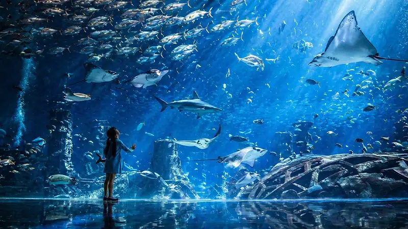 Dubai Aquarium Underwater Marine Life