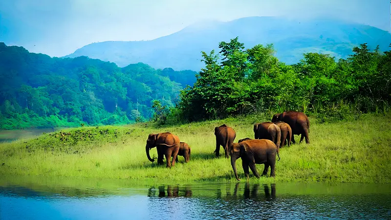 Wild elephant herd grazing beside a serene lakeside habitat