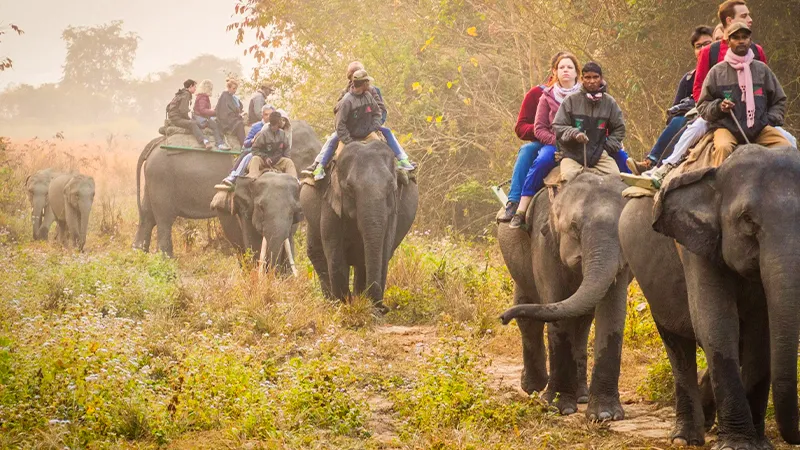 Elephant Safari Kaziranga National Park