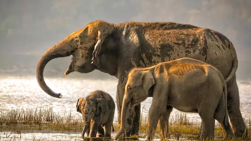 Elephants Pench National Park