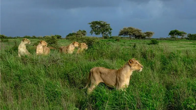 Asiatic lion pride in Gir National Park, Gujarat