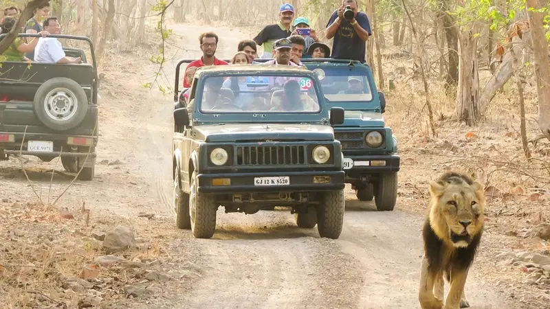 Gir Lion Safari, Gujarat