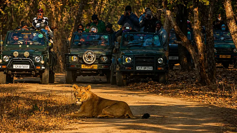 Gir Lion Safari Jeep Encounter