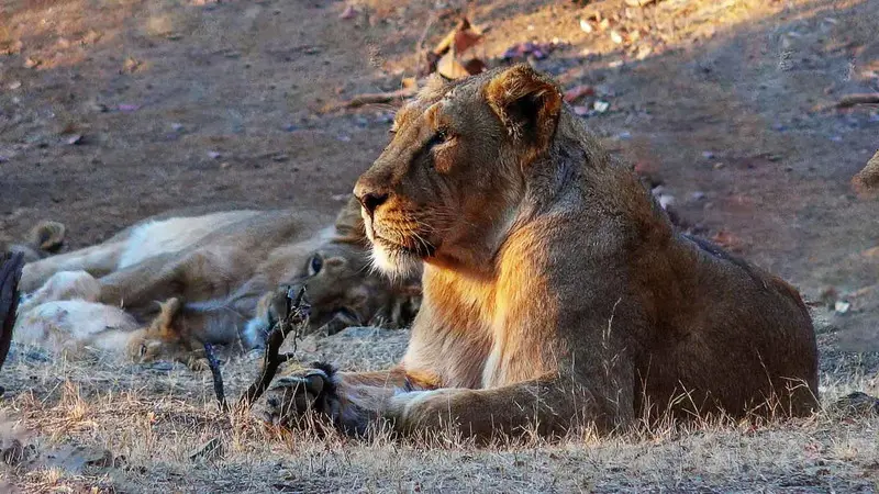 Gir National Park Asiatic Lion Safari