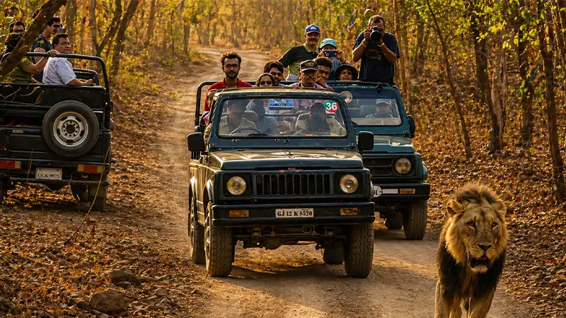 Tourists enjoying a wildlife jeep expedition with an Asiatic lion in Gir