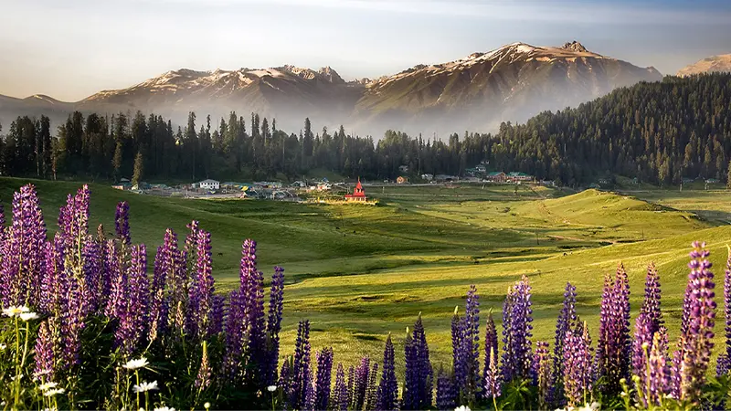Gulmarg Meadow Himalayan View