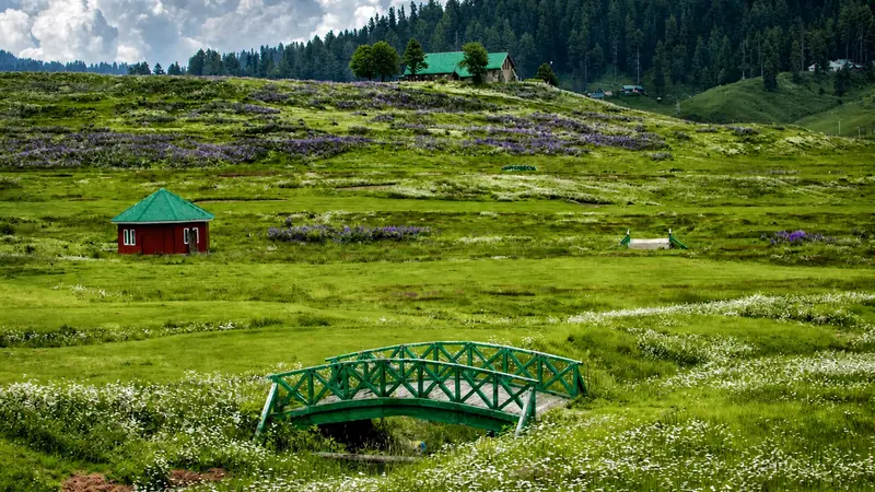 Gulmarg Meadow Landscape