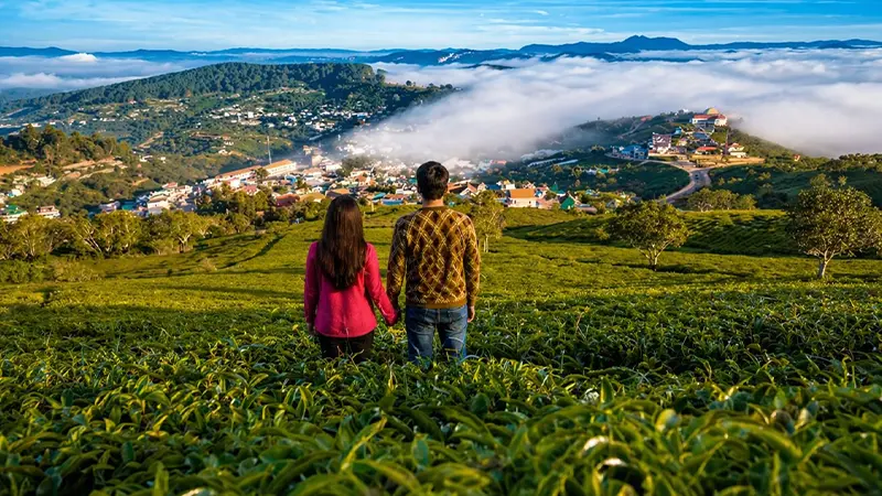 Panoramic highland tea gardens overlooking rolling hills and clouds