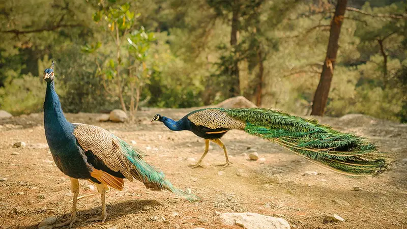 Indian Peafowl Corbett Forest