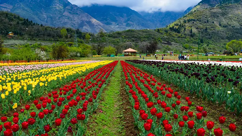 Colorful tulip fields at Indira Gandhi Memorial Tulip Garden in Srinagar