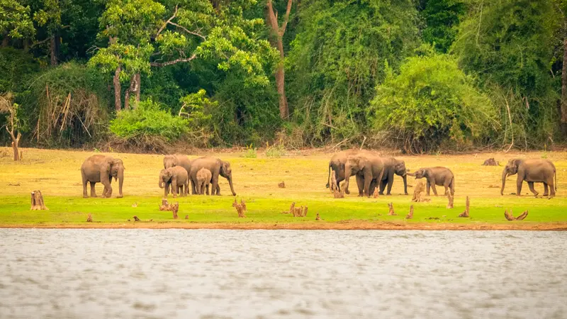 Elephant herd at Kabini Wildlife Reserve
