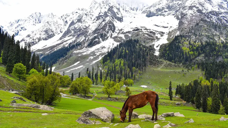 Kashmir Meadow Horse Mountain View
