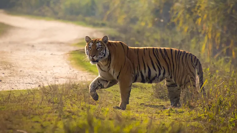 Kaziranga National Park Bengal Tiger