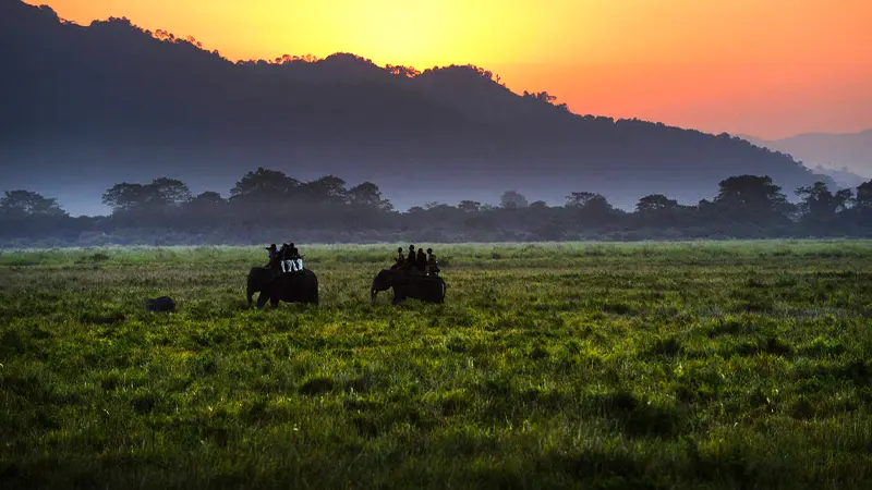 Kaziranga National Park Safari Grasslands