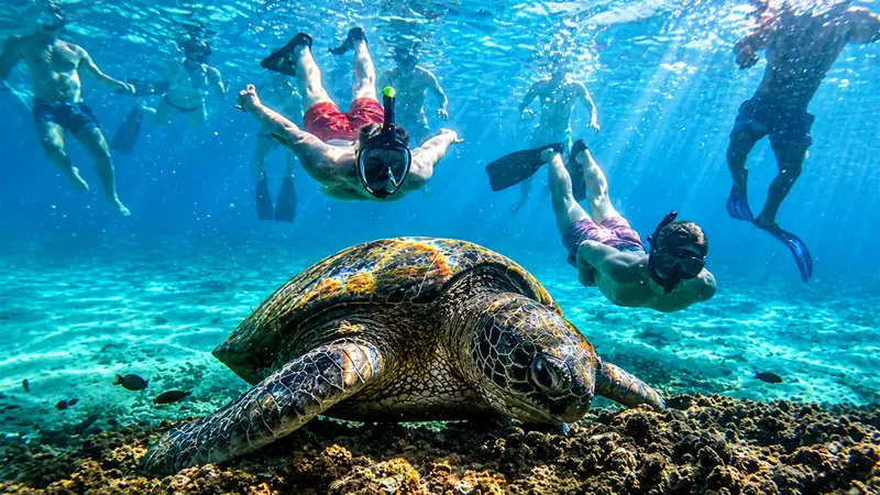 Sea turtle snorkeling in Koh Phangan