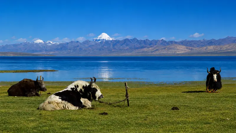 Yaks grazing near Lake Mansarovar