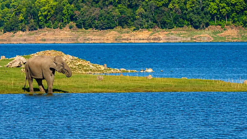 Elephant grazing along the shoreline of a scenic freshwater lake