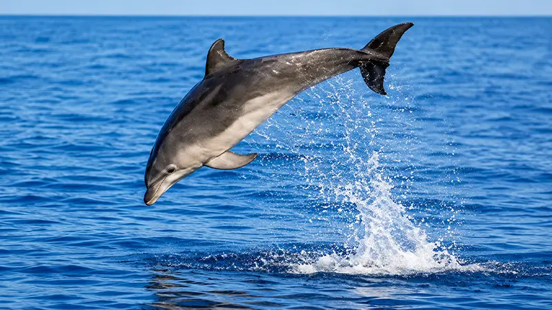Lakshadweep Dolphin Sea Splash