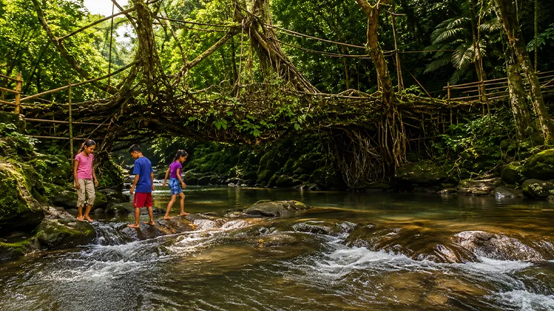 Living Root Bridge Meghalaya