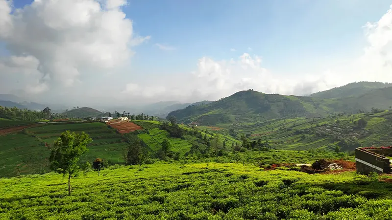 Lush Tea Estate Valley