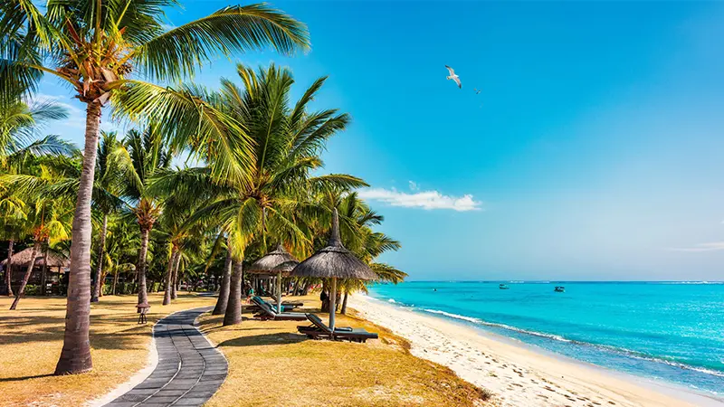 Palm-lined beach walkway with white sand in Mauritius