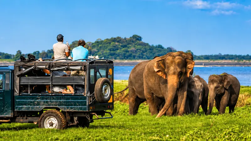 Minneriya Elephant Gathering Wildlife