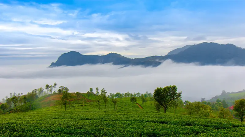 Misty Highland Plantation View