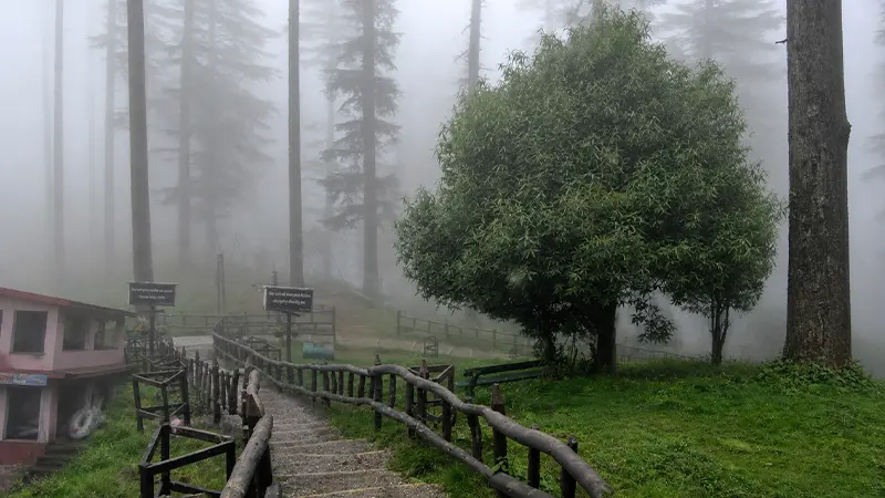 Wooden pathway through a mist-covered Himalayan forest landscape