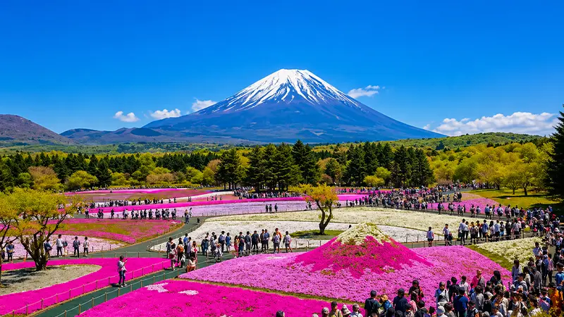 Mount Fuji Shibazakura Festival