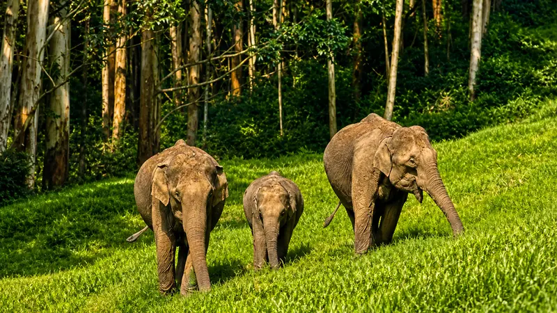 Mudumalai Elephant Herd Forest Safari