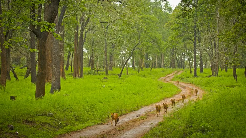 Nagarhole Forest Safari Trail