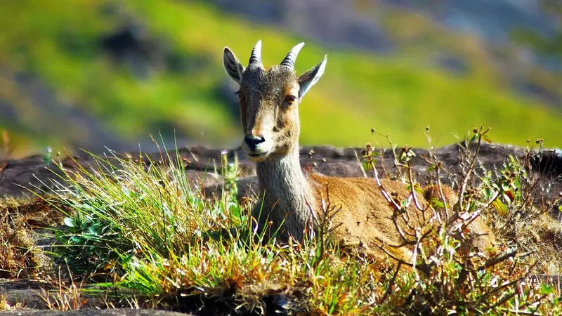 Nilgiri Tahr Eravikulam National Park